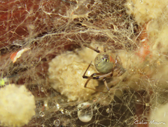 Latrodectus geometricus