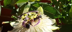 Xylocopa splendidula