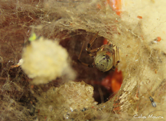 Latrodectus geometricus