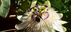 Xylocopa splendidula