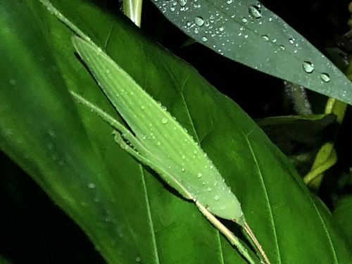 Rhabdotophyllum acutipenne