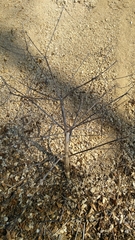 Peucedanum verticillare