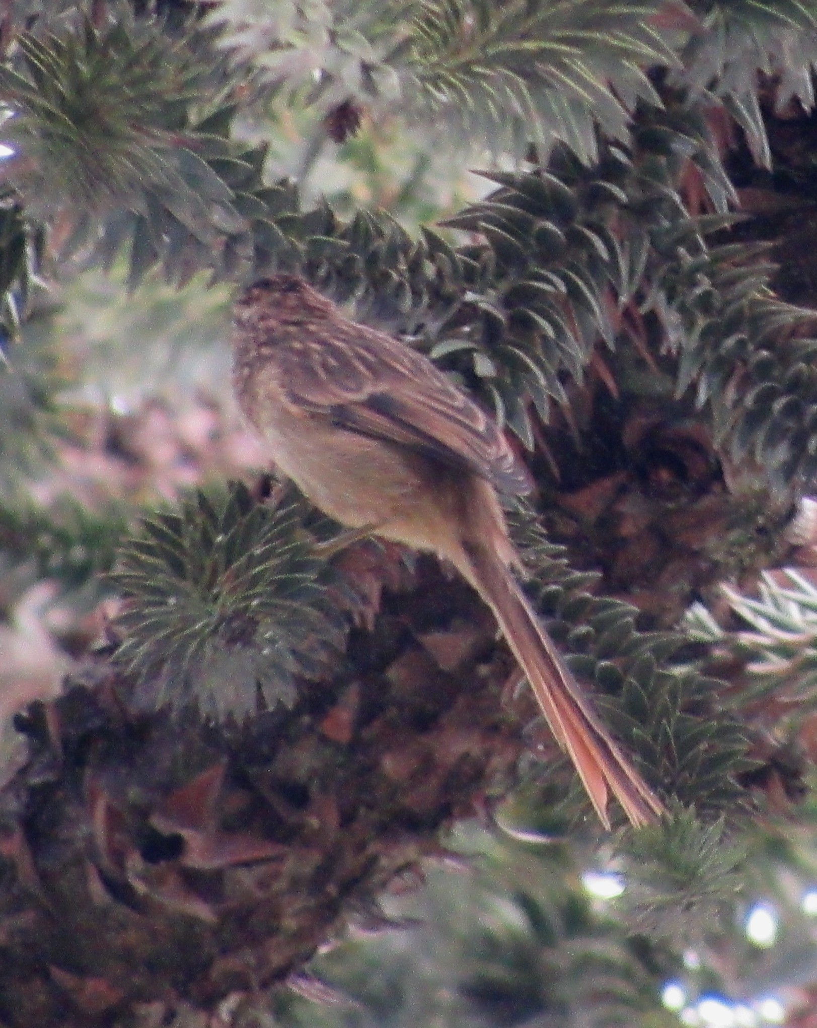 Striolated Tit-Spinetail (Leptasthenura striolata), photo 5