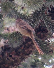 Leptasthenura striolata