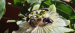 Xylocopa splendidula