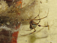 Latrodectus geometricus