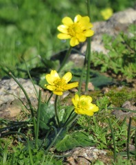 Ranunculus bullatus