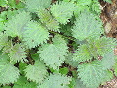 Urtica