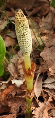 Equisetum telmateia telmateia