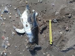 Spheniscus magellanicus