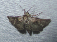 Abrostola microvalis