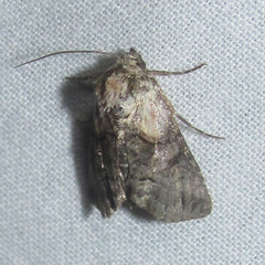 Abrostola microvalis