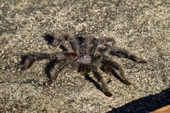 Avicularia avicularia