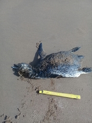 Spheniscus magellanicus