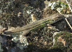 Psammodromus occidentalis
