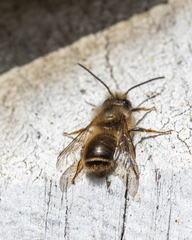 Osmia cornifrons