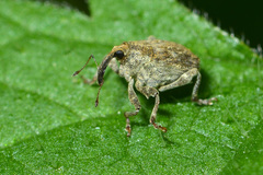 Parethelcus pollinarius