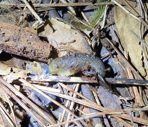 Limacus flavus observed 2021-03-23