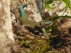 Sceloporus hondurensis