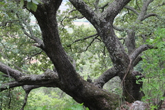 Quercus liebmannii