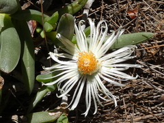 Ruschia albida
