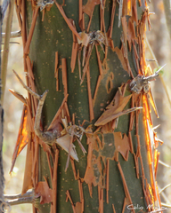 Commiphora leptophloeos