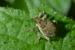 Parethelcus pollinarius