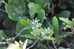 Cynanchum natalitium