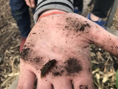 Platydracus maculosus