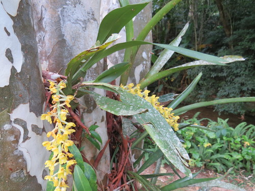 Image of Punch & Judy Orchid (Gomesa planifolia) by (c) Victor Farjalla Pontes, some rights reserved (CC BY)