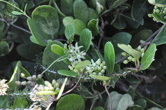 Cynanchum natalitium