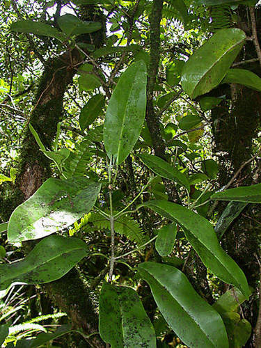 Melicope paniculata