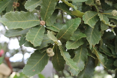 Quercus liebmannii