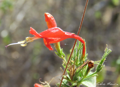 Ruellia asperula
