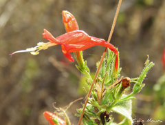 Ruellia asperula