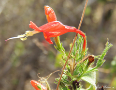 Ruellia asperula