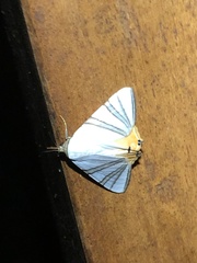 Eulepidotis geminata