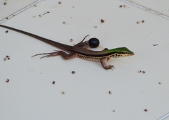 Ameiva