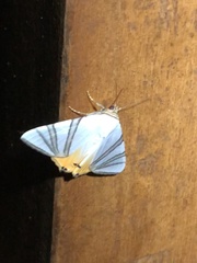 Eulepidotis geminata