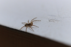Philodromus dispar