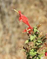 Ruellia asperula