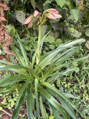 Crinum ornatum