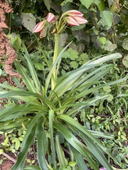 Crinum ornatum