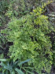 Adiantum jordanii image