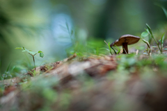 Melanoleuca angelesiana