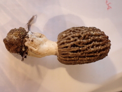 Morchella esculenta