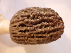 Morchella esculenta
