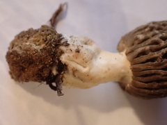 Morchella esculenta