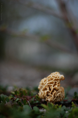 Morchella rufobrunnea