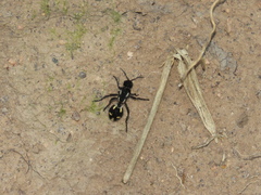 Traumatomutilla graphica